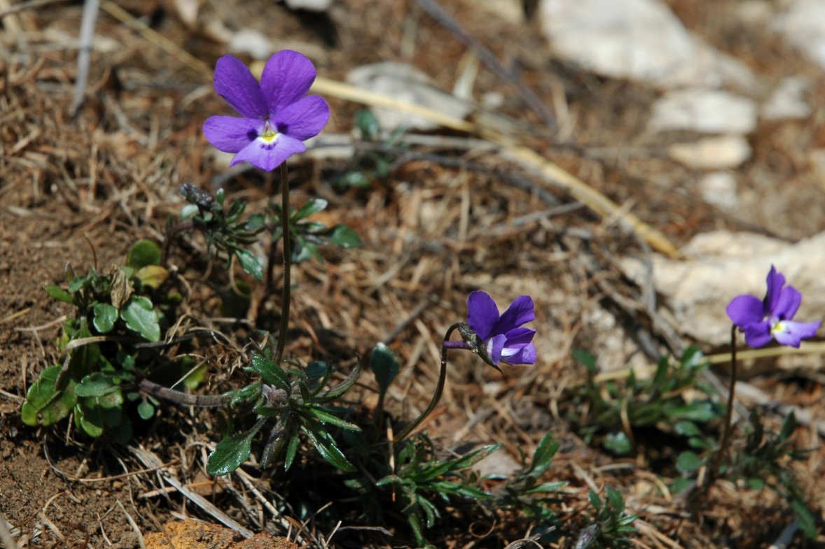 Quale viola? Viola dubyana